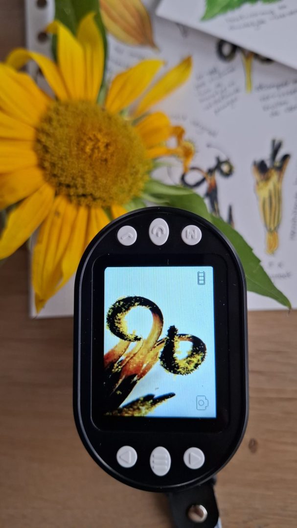 Zonnebloem 8x
